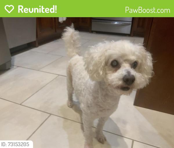 Reunited Male Dog last seen FM 1765, I45 Northbound feeder Kelly’s Country Cooking, La Marque, TX 77568