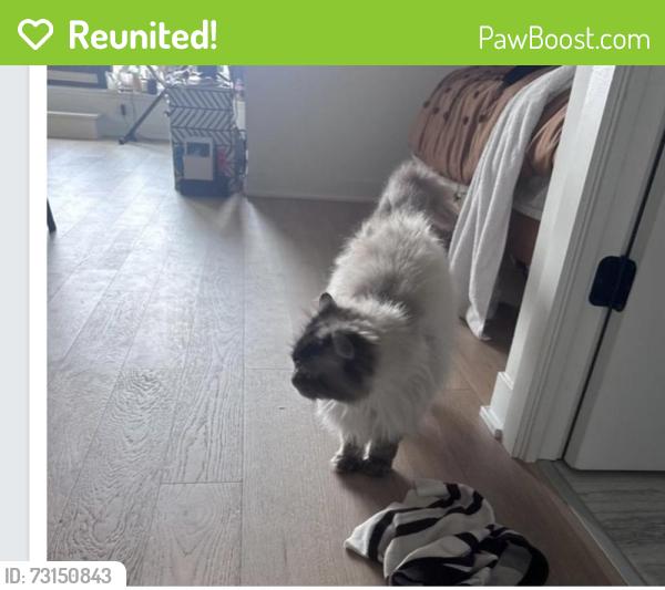 Reunited Male Cat last seen Near bloor street west, Toronto, ON M6H 1L8