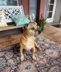 Found/Stray Male Dog last seen Our Lady of Purification Catholic Church, Las Cruces, NM 88007
