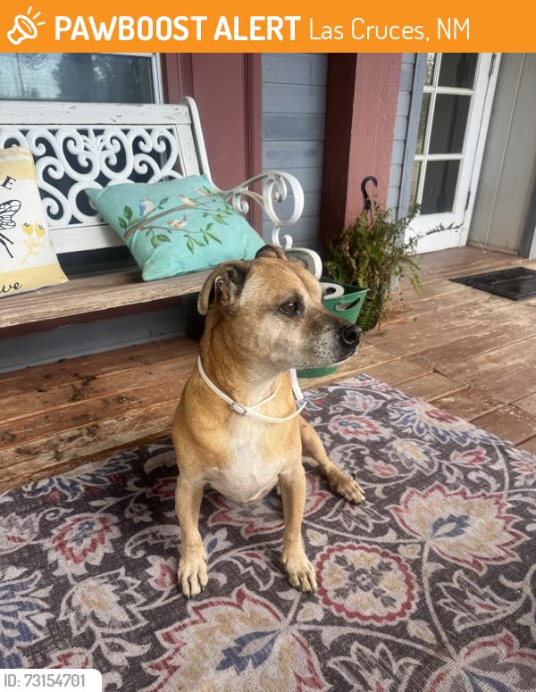 Found/Stray Male Dog last seen Our Lady of Purification Catholic Church, Las Cruces, NM 88007