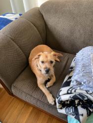 Lost Female Dog last seen Cross streets Evergreen and Fairmount in Boyle Heights, Los Angeles, CA 90033