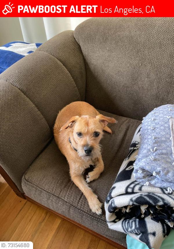 Lost Female Dog last seen Cross streets Evergreen and Fairmount in Boyle Heights, Los Angeles, CA 90033