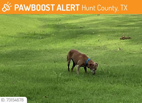 Found/Stray Male Dog last seen CR 3515, Hunt County, TX 75474