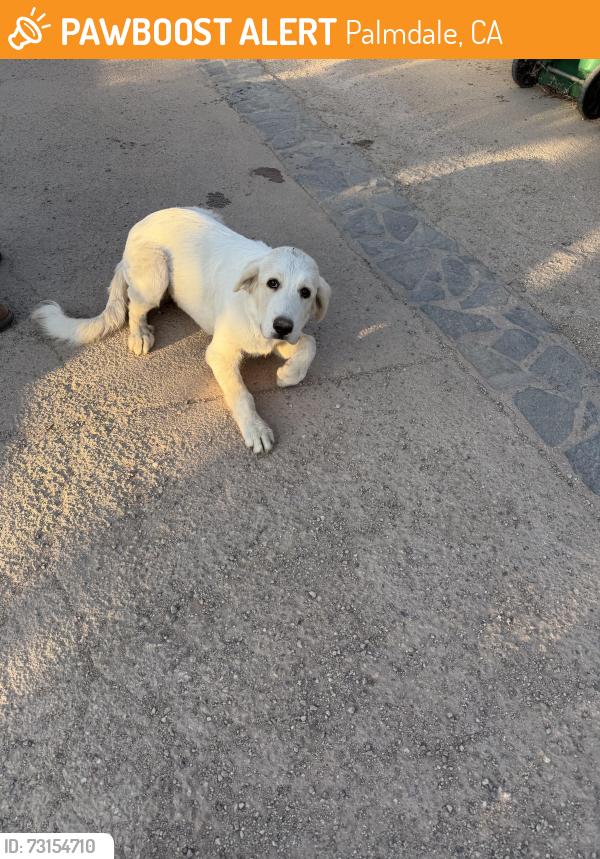 Found/Stray Female Dog last seen 35th St E and Ave R14 on dirt road, Palmdale, CA 93550