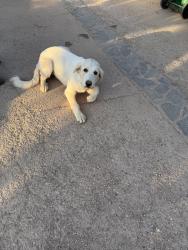 Found/Stray Female Dog last seen 35th St E and Ave R14 on dirt road, Palmdale, CA 93550