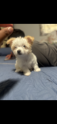 Lost Female Dog last seen Rainbow dr ft myers fl 33916, Fort Myers, FL 33916
