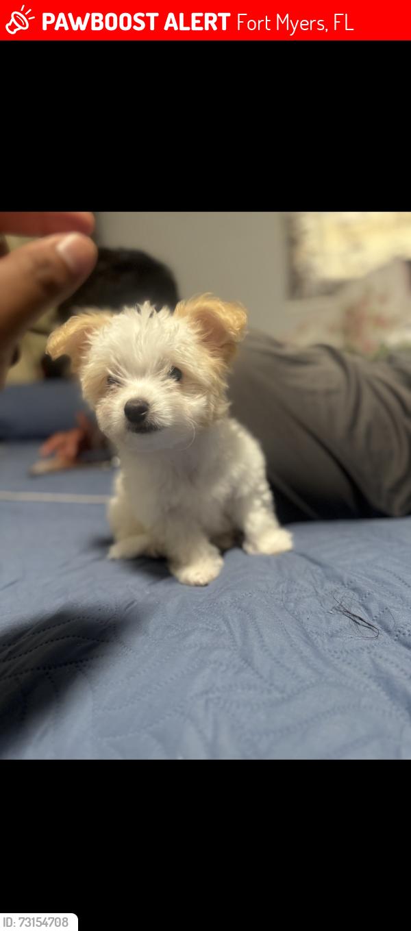 Lost Female Dog last seen Rainbow dr ft myers fl 33916, Fort Myers, FL 33916