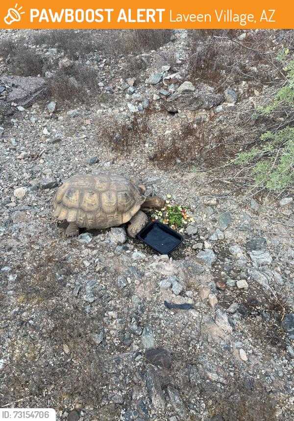 Found/Stray Unknown Other last seen 29th Ave and Sunrise dr, Laveen Village, AZ 85339