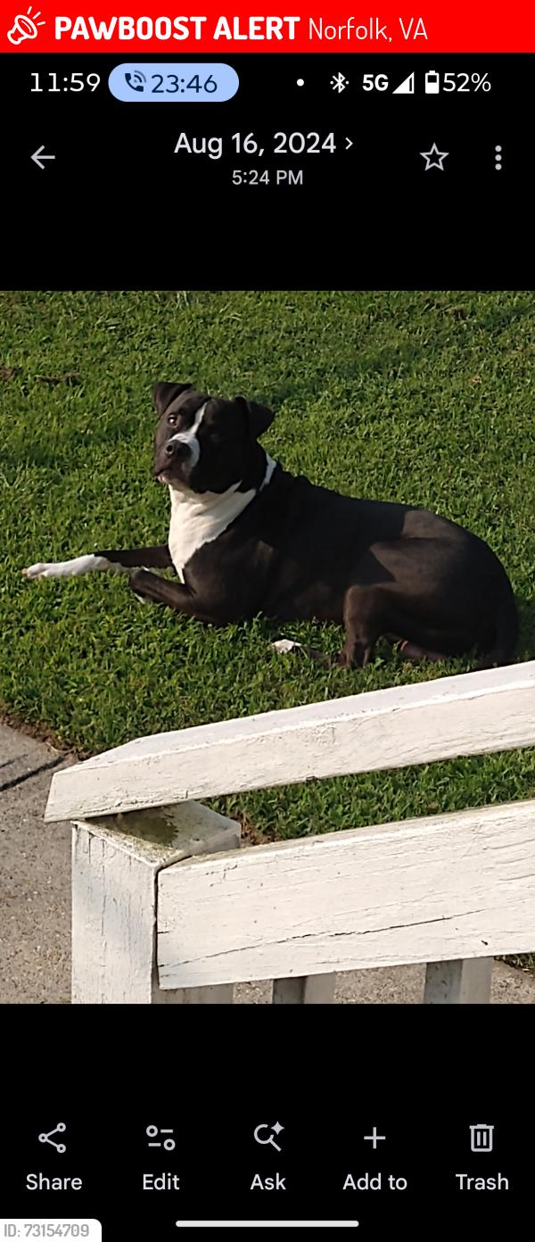 Lost Male Dog last seen Swells point Rd, Norfolk, VA 23513