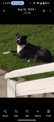 Lost Male Dog last seen Swells point Rd, Norfolk, VA 23513