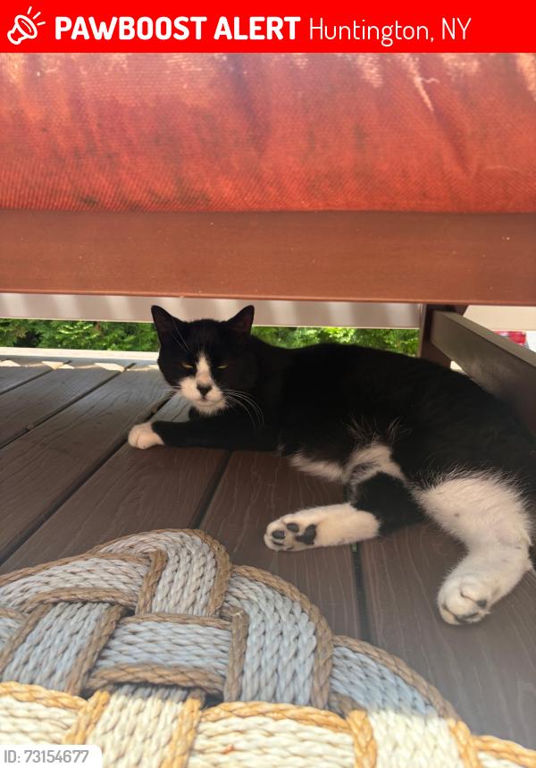 Lost Male Cat last seen Close to Huntington High School, Huntington, NY 11743