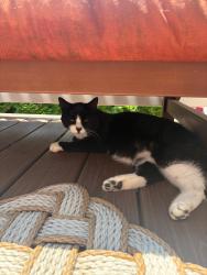 Lost Male Cat last seen Close to Huntington High School, Huntington, NY 11743