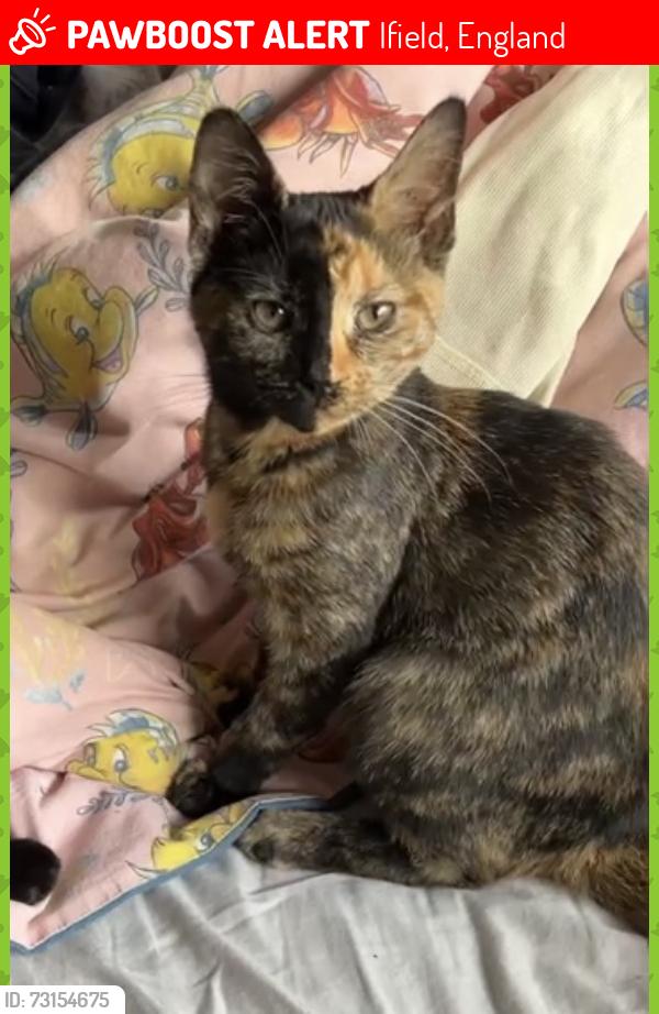 Lost Female Cat last seen Crawley, Ifield, England 