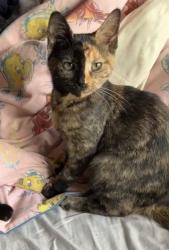 Lost Female Cat last seen Crawley, Ifield, England 