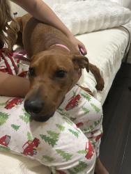 Reunited Female Dog last seen ymca on westheimer katy texas, Katy, TX 77450
