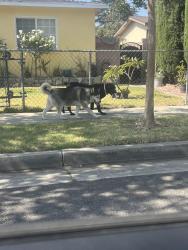 Found/Stray Female Dog last seen Angell st and Jersey ave, Norwalk, CA 90650