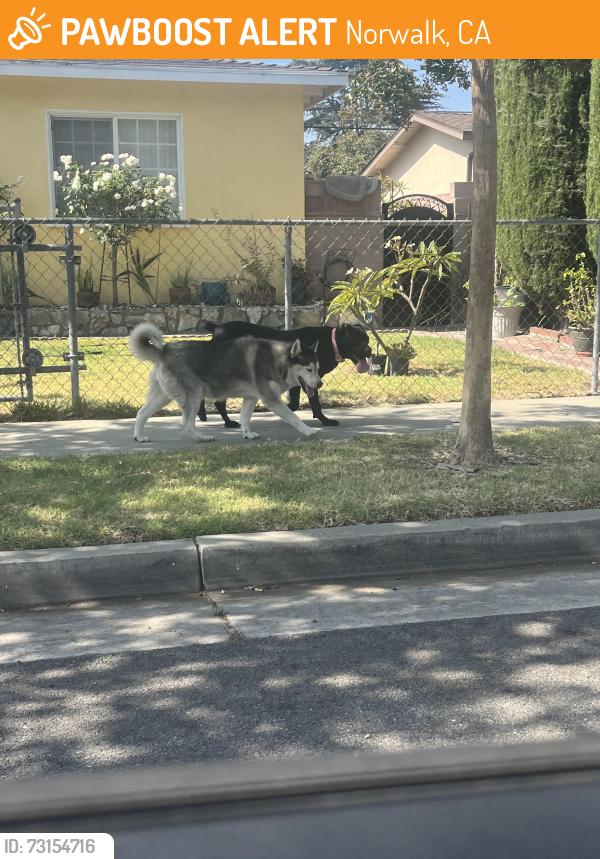 Found/Stray Female Dog last seen Angell st and Jersey ave, Norwalk, CA 90650