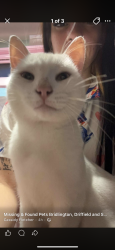 Reunited Male Cat last seen Bridlington, East Riding of Yorkshire, England YO16 4DQ