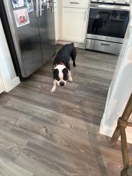 Reunited Male Dog last seen Near Visionary Dr, Katy, TX 77493, USA, Katy, TX 77493