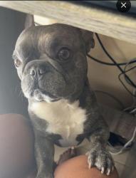Reunited Male Dog last seen Cranbrook subdivison., Houston, TX 77014