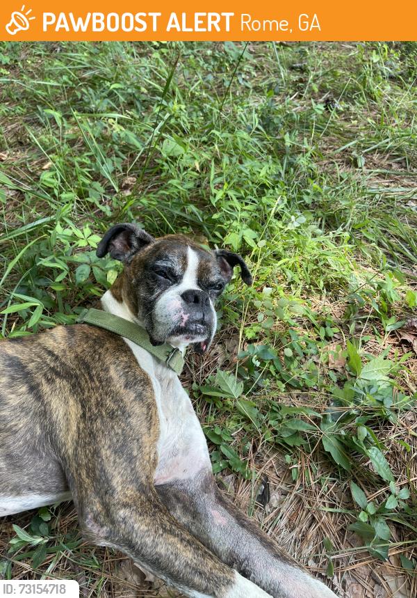 Found/Stray Male Dog last seen Wilkerson rd Baptist Church, Rome, GA 30165