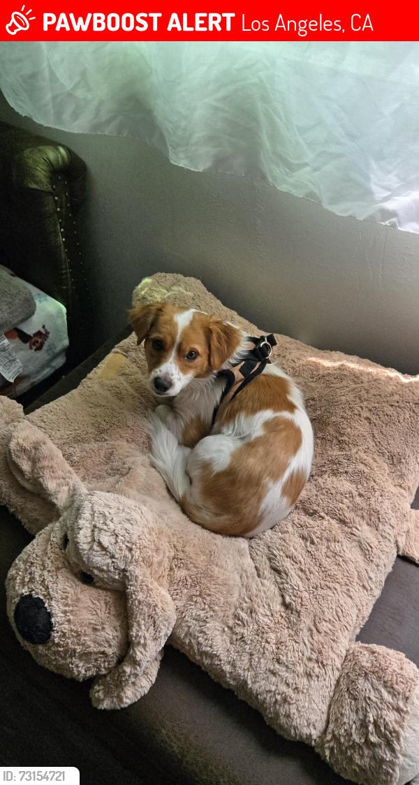Lost Male Dog last seen S Budlong Avs and W 88th St, Los Angeles, CA 90044