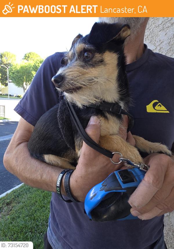 Found/Stray Female Dog last seen Avenue L and 30th Street West, Lancaster, CA 93536