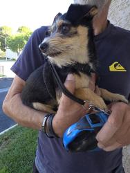 Found/Stray Female Dog last seen Avenue L and 30th Street West, Lancaster, CA 93536