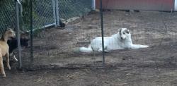 Reunited Female Dog last seen Joann Street & Grange Hall Road, Fenton, MI 48430