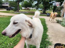 Found/Stray Male Dog last seen Farris Rd and 2738, Johnson County, TX 76028