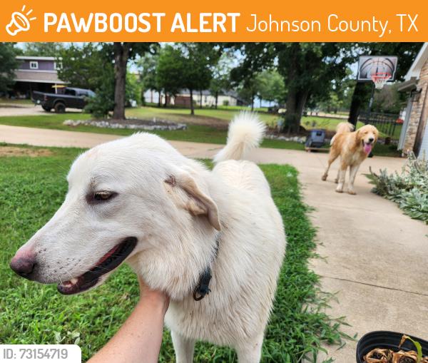 Found/Stray Male Dog last seen Farris Rd and 2738, Johnson County, TX 76028