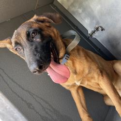 Shelter Stray Male Dog last seen , 980 Guilford College Rd, Greensboro, NC 27409, USA