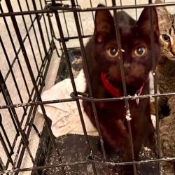 Shelter Stray Unknown Cat last seen , 980 Guilford College Rd, Greensboro, NC 27409, USA