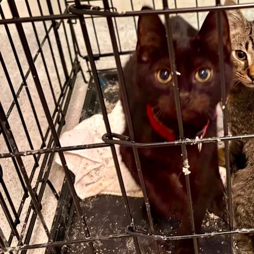 Shelter Stray Unknown Cat last seen , 980 Guilford College Rd, Greensboro, NC 27409, USA