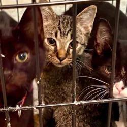 Shelter Stray Unknown Cat last seen , 980 Guilford College Rd, Greensboro, NC 27409, USA