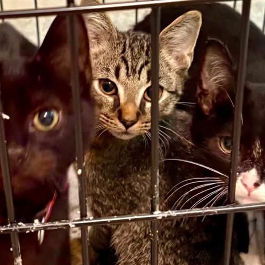 Shelter Stray Unknown Cat last seen , 980 Guilford College Rd, Greensboro, NC 27409, USA