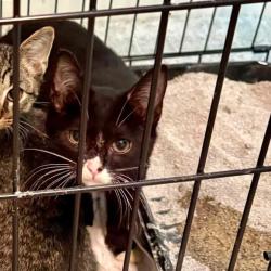 Shelter Stray Unknown Cat last seen , 980 Guilford College Rd, Greensboro, NC 27409, USA