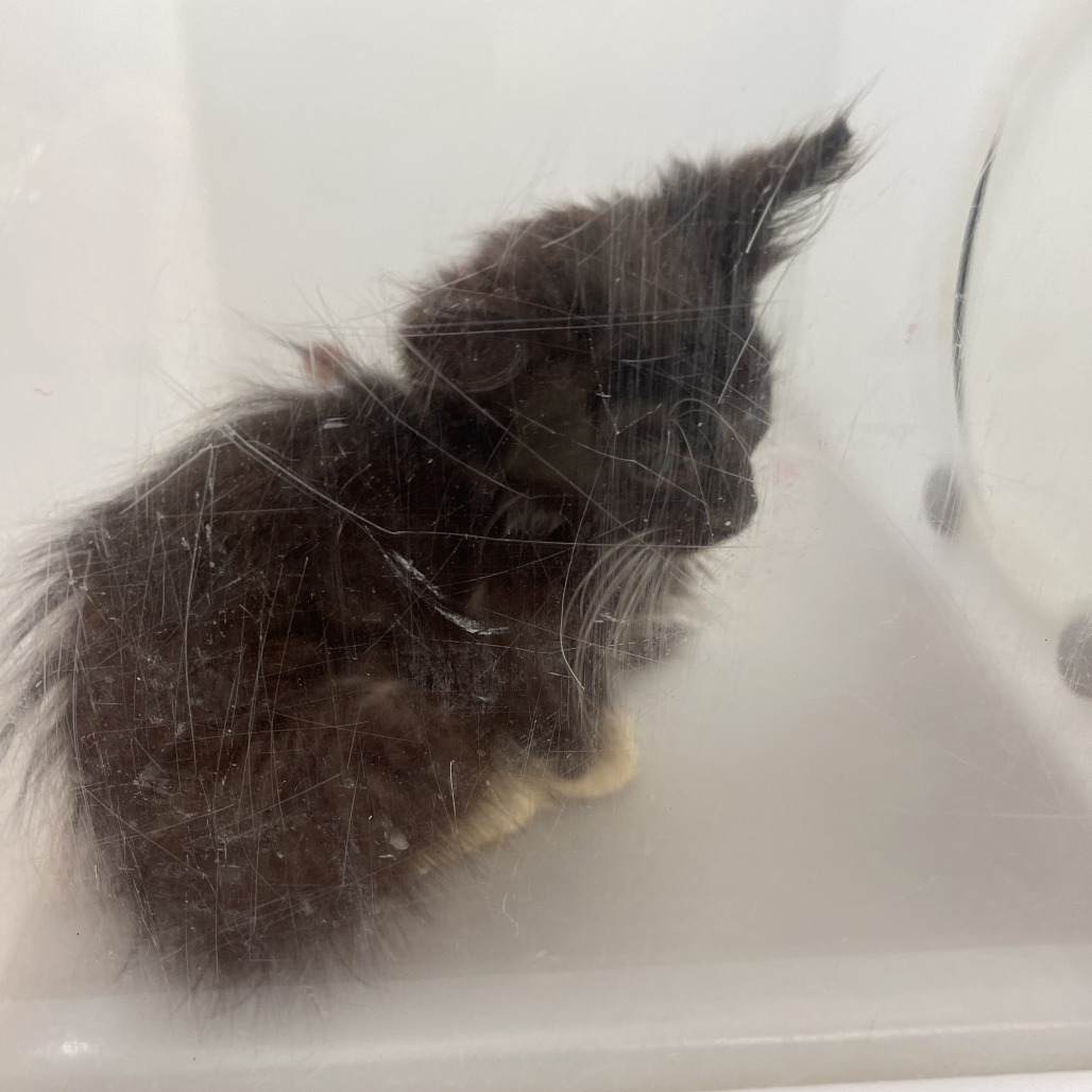 Shelter Stray Female Cat last seen , 4900 Milgen Rd, Columbus, GA 31907, USA
