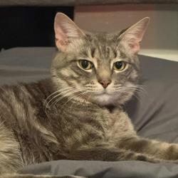 Shelter Stray Male Cat last seen , Animal Care & Control Team of Philly, 111 W Hunting Park Ave, Philadelphia, PA 19140, USA