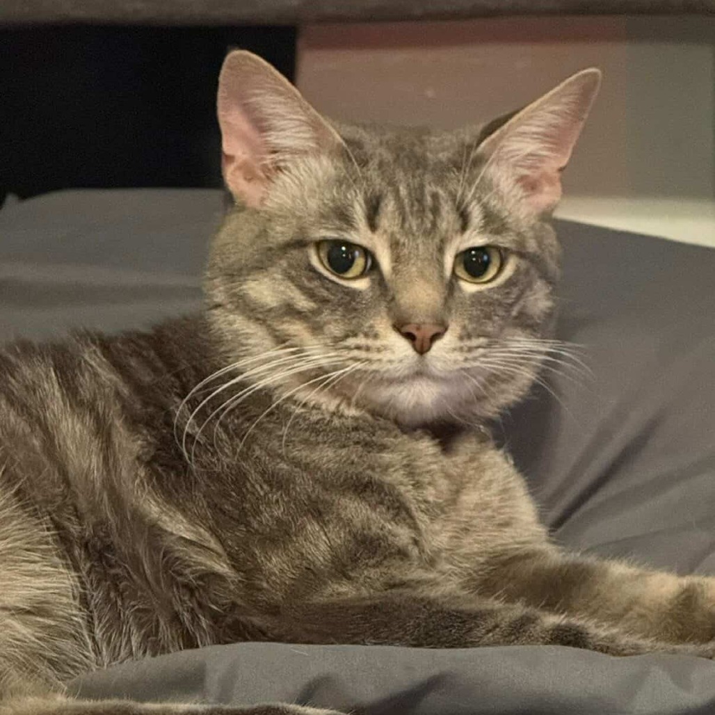Shelter Stray Male Cat last seen , Animal Care & Control Team of Philly, 111 W Hunting Park Ave, Philadelphia, PA 19140, USA