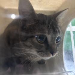Shelter Stray Female Cat last seen , Animal Care & Control Team of Philly, 111 W Hunting Park Ave, Philadelphia, PA 19140, USA