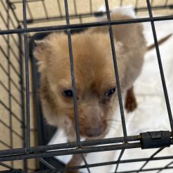 Shelter Stray Male Dog last seen , 3200 N Military Trl, West Palm Beach, FL 33409, USA