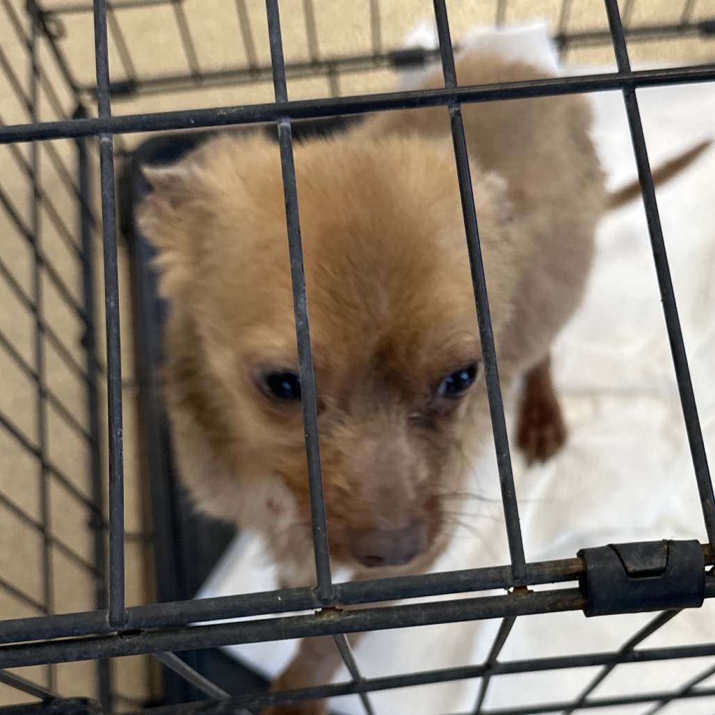 Shelter Stray Male Dog last seen , 3200 N Military Trl, West Palm Beach, FL 33409, USA