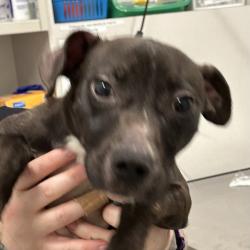 Shelter Stray Male Dog last seen , 21800 Central Ave, Matteson, IL 60443, USA