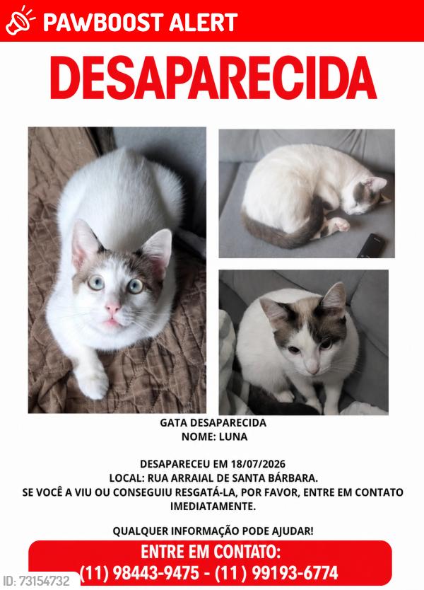 Lost Female Cat last seen Estacionamento bloco E, Jardim Pedro José Nunes, SP 08061-360