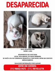 Lost Female Cat last seen Estacionamento bloco E, Jardim Pedro José Nunes, SP 08061-360