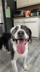 Reunited Male Dog last seen Near Maywood Dr, Rockwall, TX 75032, USA, Rockwall, TX 75032