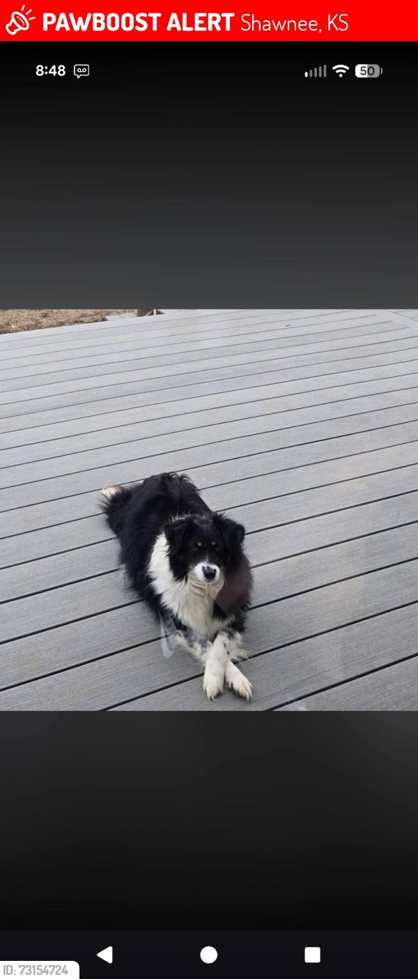 Lost Female Dog last seen 75th and Monticello in Shawnee ks, Shawnee, KS 66218