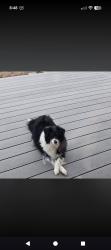 Lost Female Dog last seen 75th and Monticello in Shawnee ks, Shawnee, KS 66218