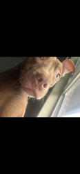 Reunited Female Dog last seen Near baker plaza Dr, Columbus, GA 31903